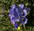 tiny image of sky pilot flower
